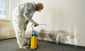 Best Environmental Consulting for Mold Prevention  in Womelsdorf, PA