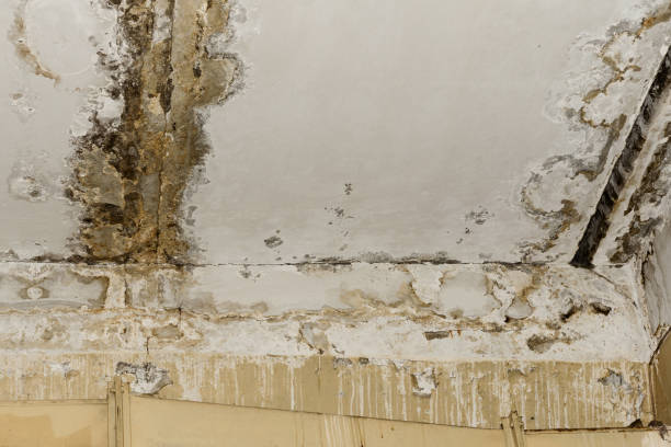 Best Mold Odor Removal Services  in Womelsdorf, PA