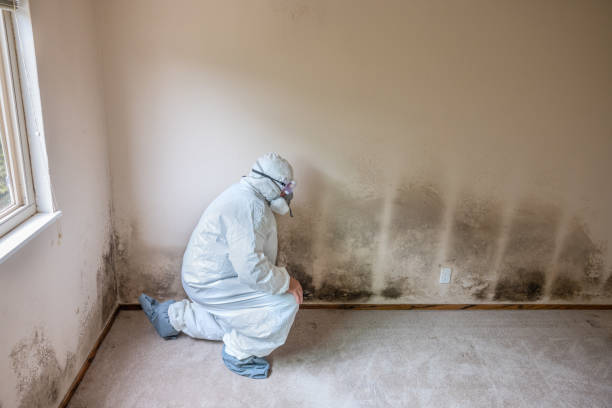 Best Residential Mold Inspection & Testing  in Womelsdorf, PA